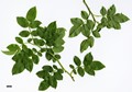 SpeciesSub: (R.canina × R.rubiginosa)